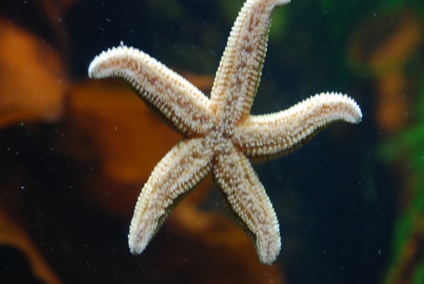 Starfish