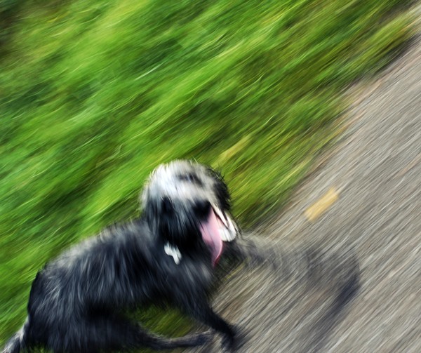 Hyper Dog