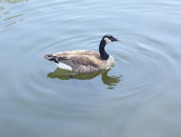 taking a swim
