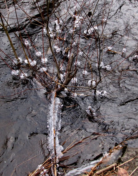 Ice-decorated Tree!