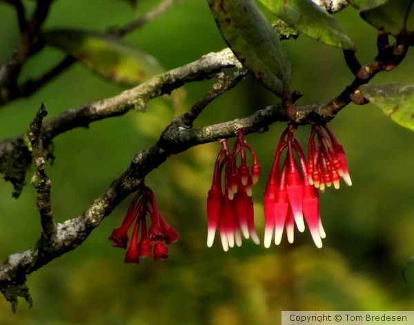 Hanging Red!