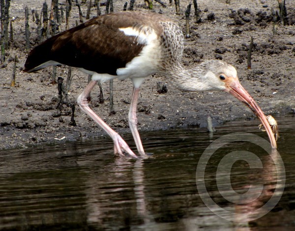 Ibis Catches Sand Fiddler Crab