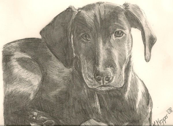 Black dog