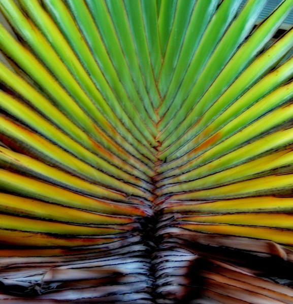 Heart of Palm