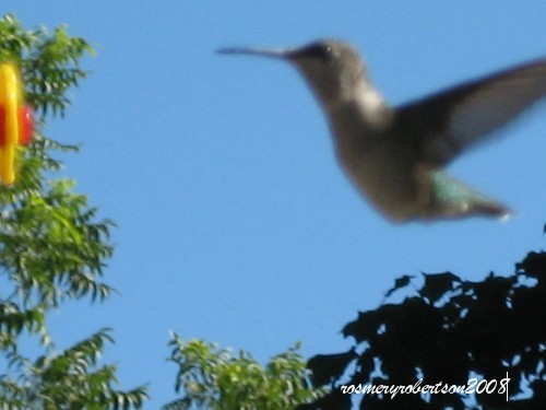 HUMMINBIRD