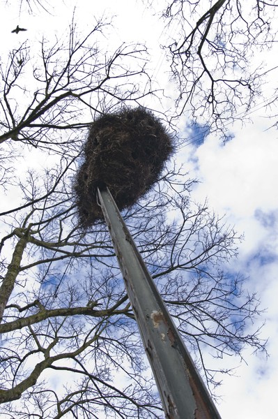 The nest