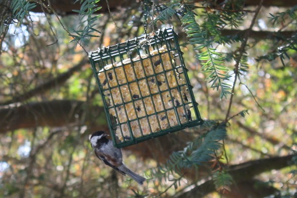 Bird Eatting Food