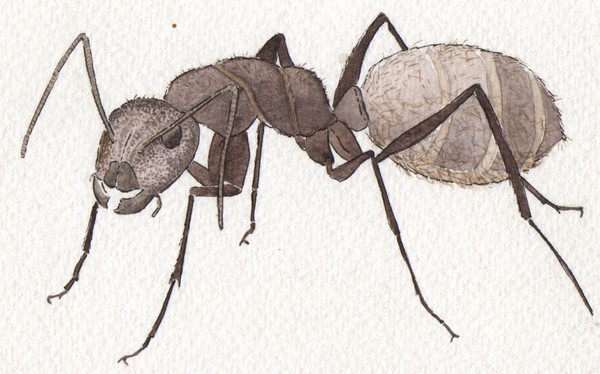 ant
