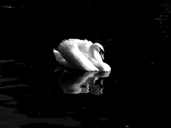 Silent Beauty