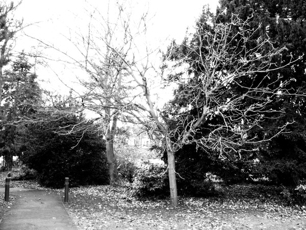 Winter Tree 3