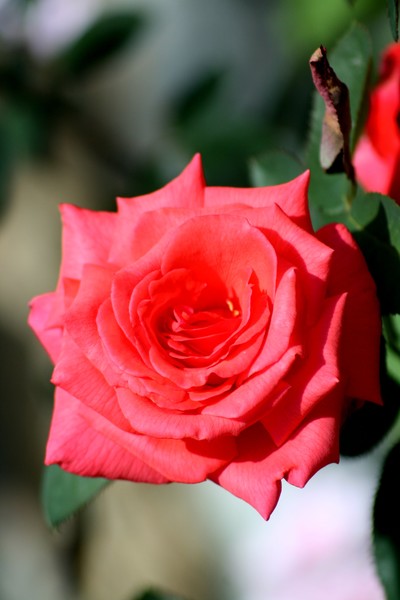 red rose-como zoo