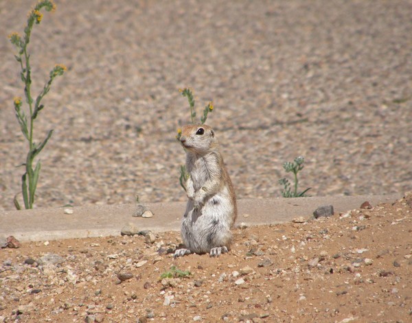 Squirrel or Rabbit