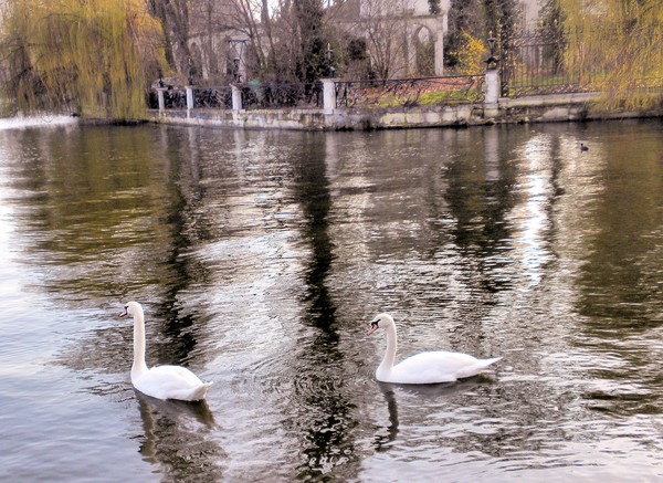 Swan Lake