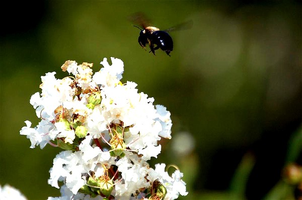 Bee