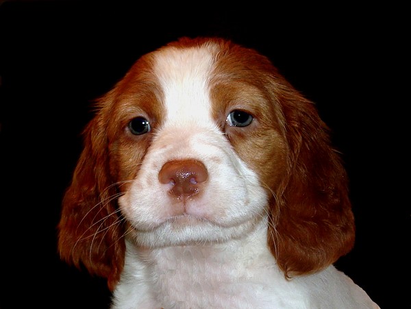Britney puppy