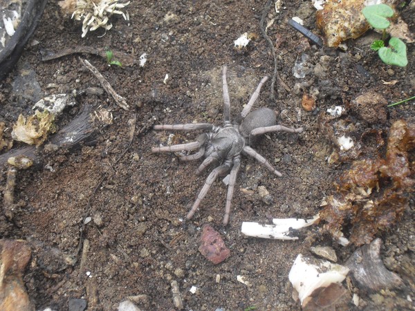 Shy Spyder 