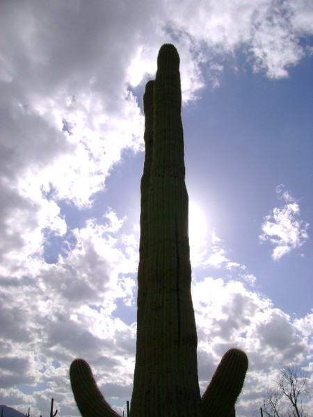 The Lonely Cactus