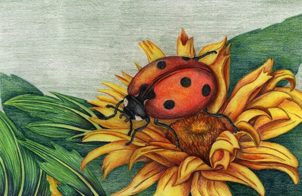 Ladybird on Sunflower