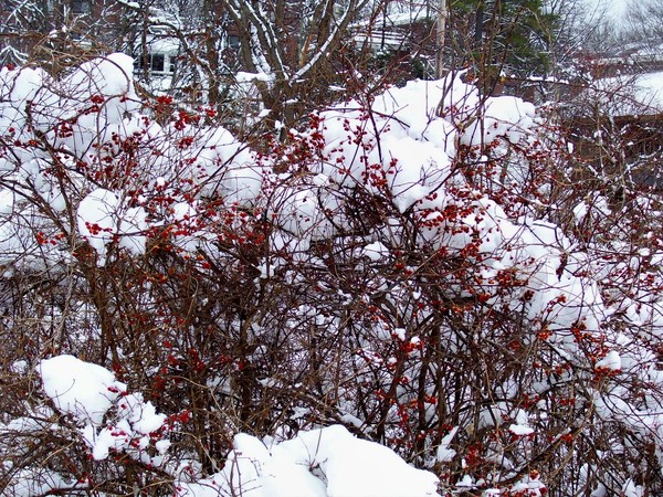 Winter berries