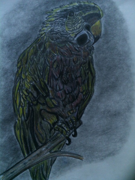 Second parrot