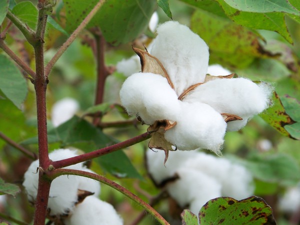 Ripe Cotton