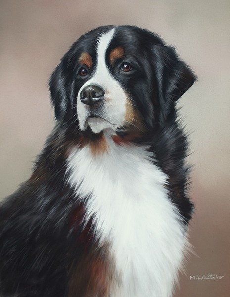 BERNESE MOUNTAIN DOG