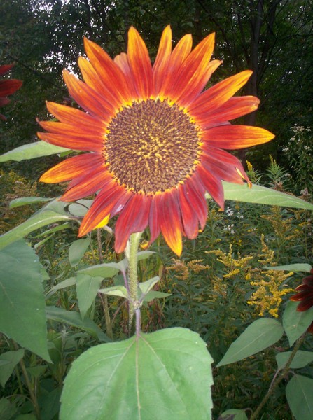 sunflower-burnt autumn