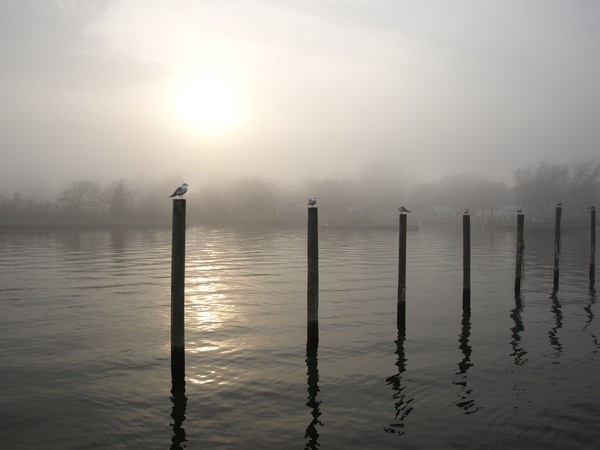 FOG ROLLING IN
