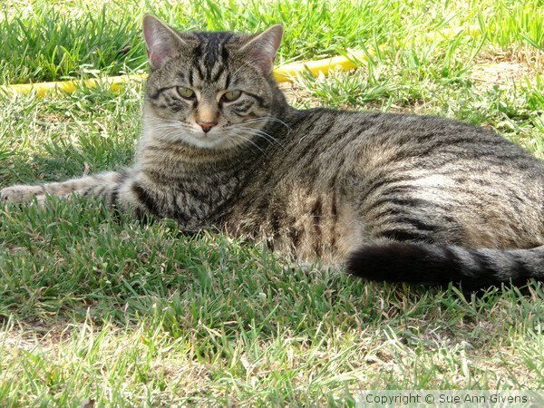 Tiger on the green