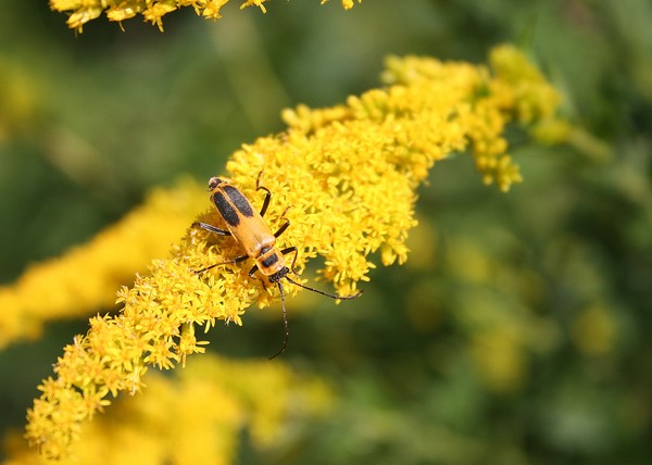 Golden Beetle on Goldenrod