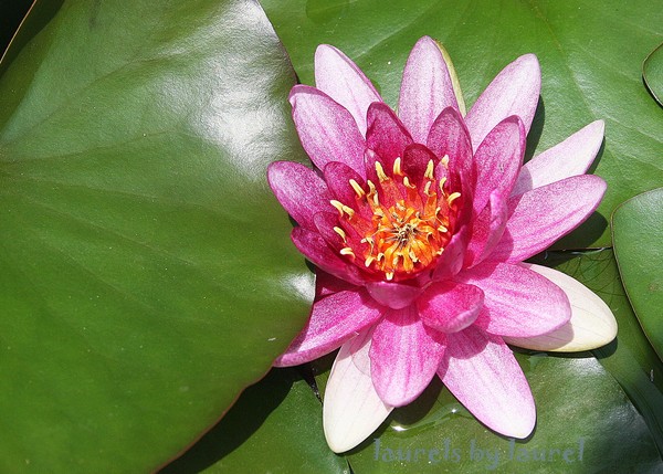 Water Lilly