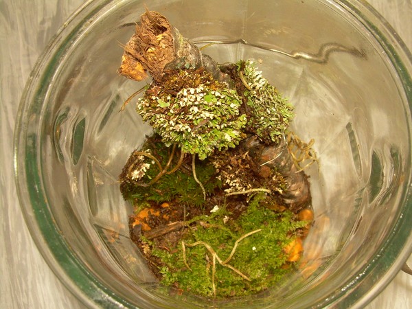 Terrarium # 2