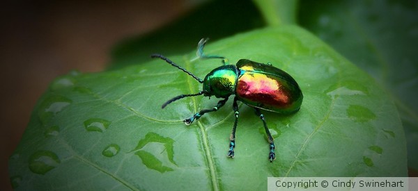 BEETLE