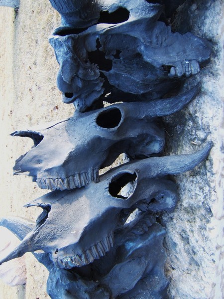 buffalo skulls, daytime