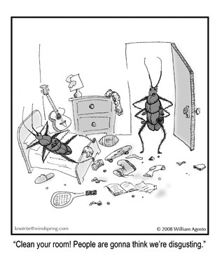 Roach