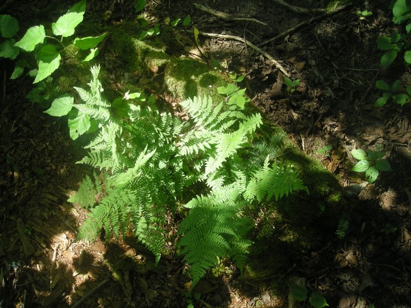 dappled 