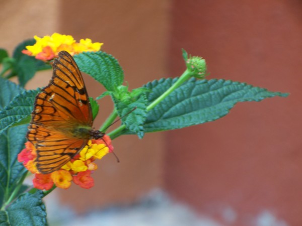 Flowers of Peru #15
