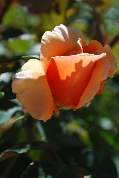 Peach Petal Shadow