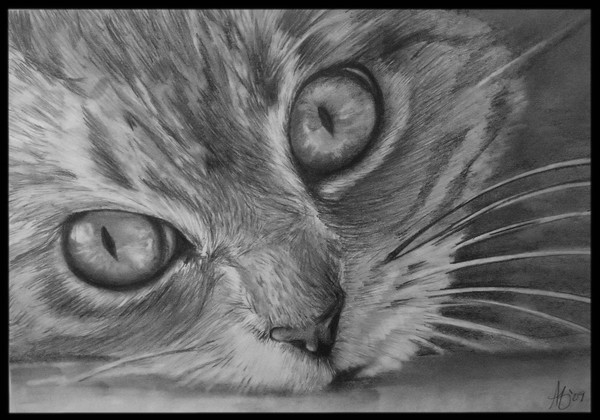 Kitty