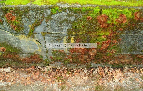 Moss wall