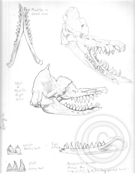 Acrophyseter