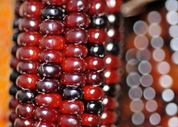 Red Corn