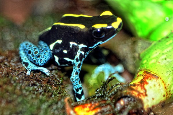 Blue&Yellow Frog