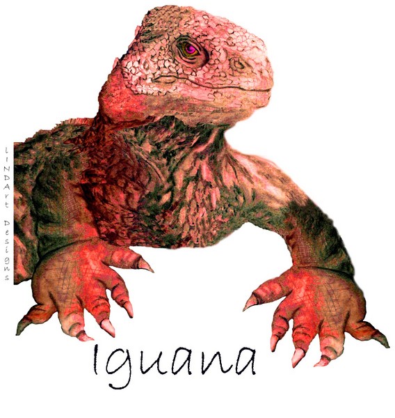 Iguana