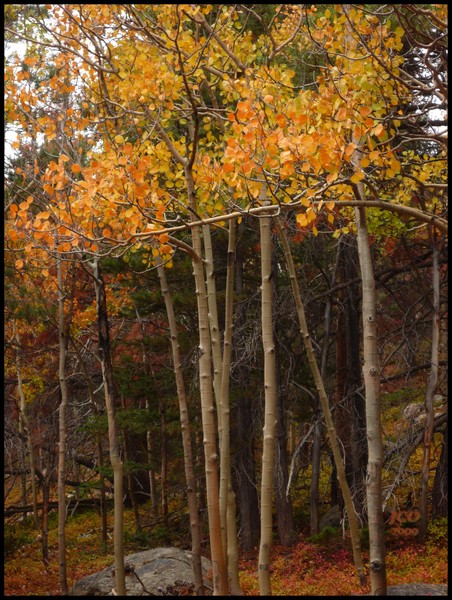 Aspen Grove in Eerie Sunset