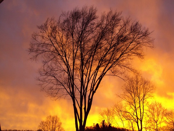 Sunset Beech