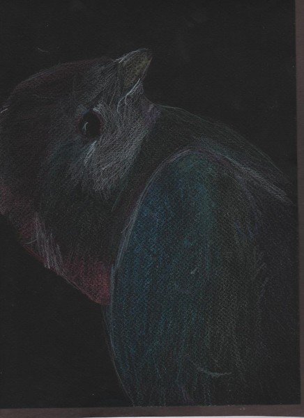 bird