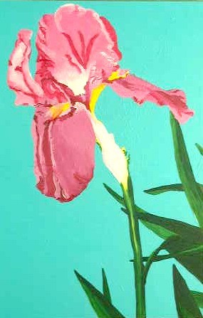 Iris