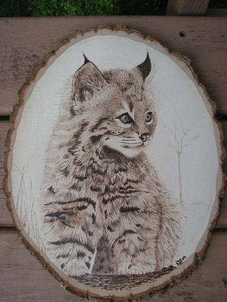 Bobcat Kitten
