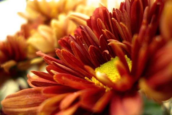 flower power